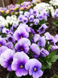 Close-up of purple flowering plants