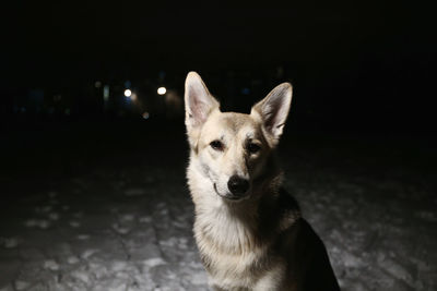 Portrait of dog standing outdoors at night