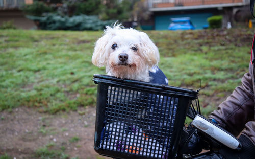 Small white dog riding in a bicycle basket