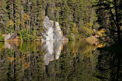 Scenic view of lake in forest