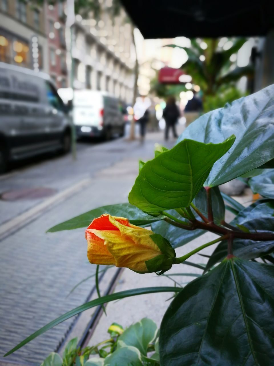 CLOSE-UP OF FLOWERING PLANT IN CITY