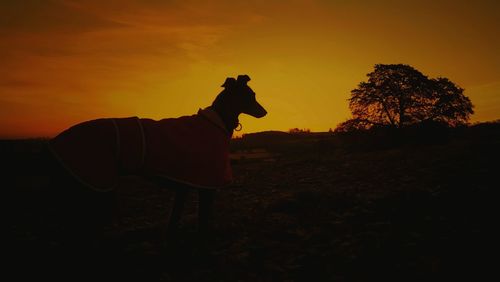 Silhouette horse on landscape against sky during sunset