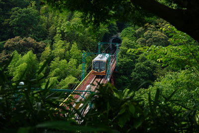 Panoramic view of trees in forest