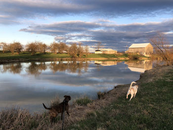 View of dog on lake against sky