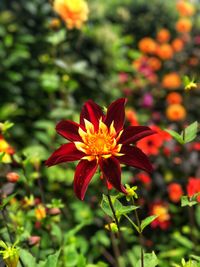 Close-up of red flowering plant