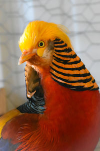 animal themes
