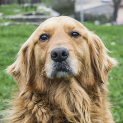 Portrait of golden retriever