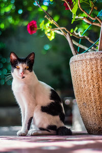 Close-up of cat sitting on potted plant