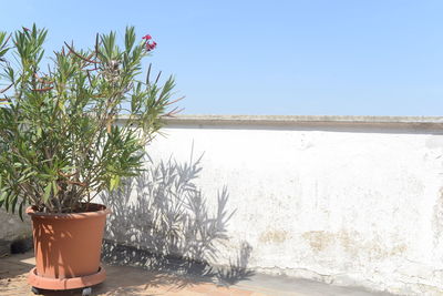 Potted plant against wall