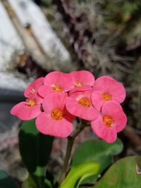 Close-up of pink flowers blooming outdoors