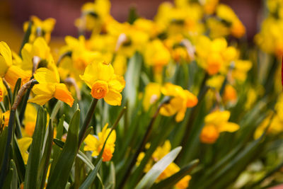 Close-up of yellow flowering plant