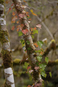 Close-up of autumnal tree