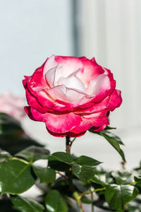 Close-up of pink rose