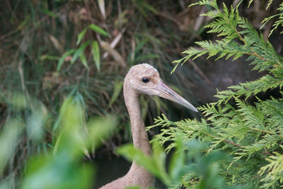 Close-up of young crane amid foliage. 