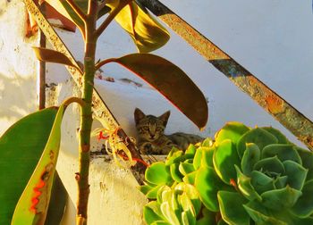 Cat on a plant