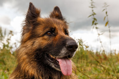 Close-up of dog looking away