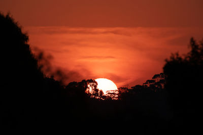 Low angle view of silhouette trees against orange sky