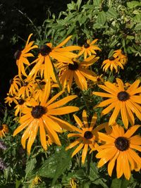 Yellow flowers blooming outdoors