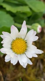 Close-up of white flower