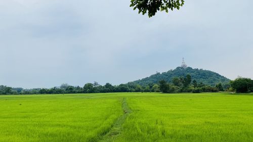 Scenic view of agricultural field against sky