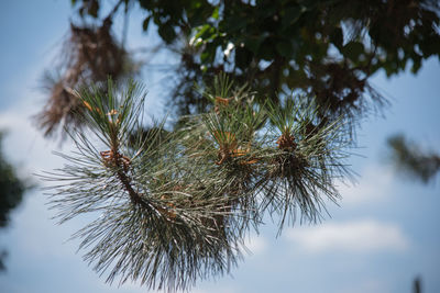 Low angle view of tree against sky