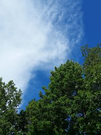 Low angle view of trees against sky