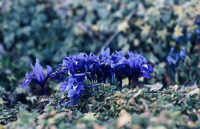 flowering plant