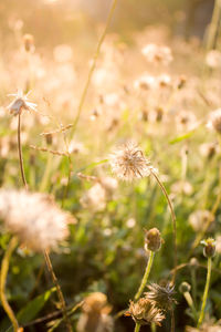 Close-up of wilted flower on field