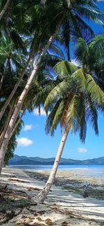 Palm trees on beach against sky