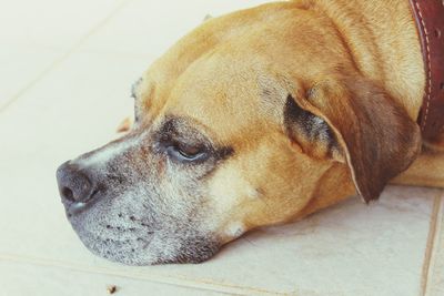Close-up of dog lying on floor