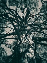 Low angle view of bare trees against sky