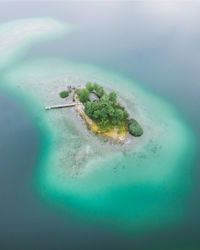 High angle view of turtle in sea