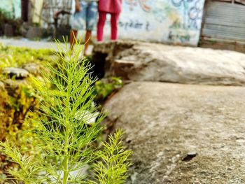 Close-up of plants against blurred background