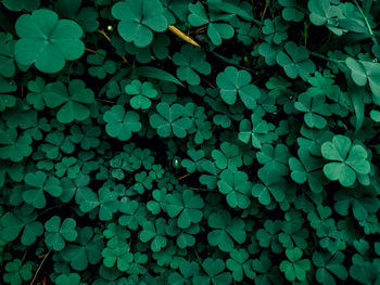 Full frame shot of green leaves