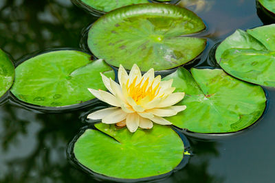 Close-up of lotus water lily in pond