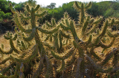 Plants growing on tree