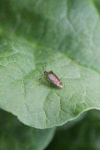 Close-up of insect on leaf