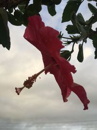 Close-up of red hibiscus against sky