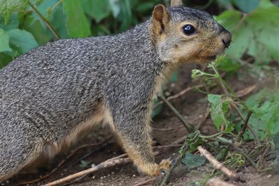 Close-up of a squirrel on field