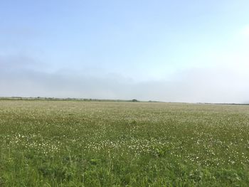 Scenic view of field against sky