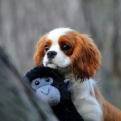 Close-up portrait of a dog