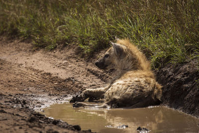 Side view of cat drinking water from lake