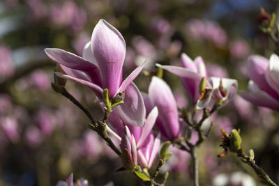 Close-up of pink flowering plant