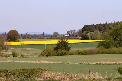 Scenic view of field against clear sky