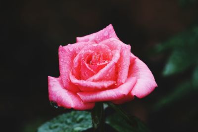 Close-up of pink rose