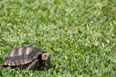 Close-up of turtle on grass