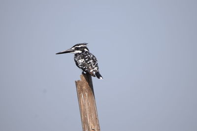 Bird perching on wooden post against sky