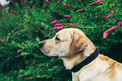 Close-up of dog looking away
