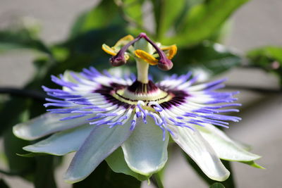 Close-up of purple flower