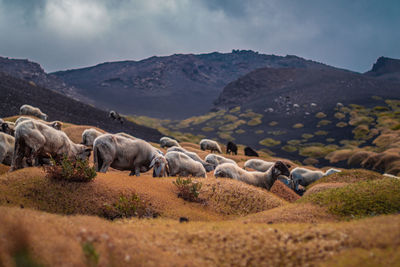 Flock of sheep